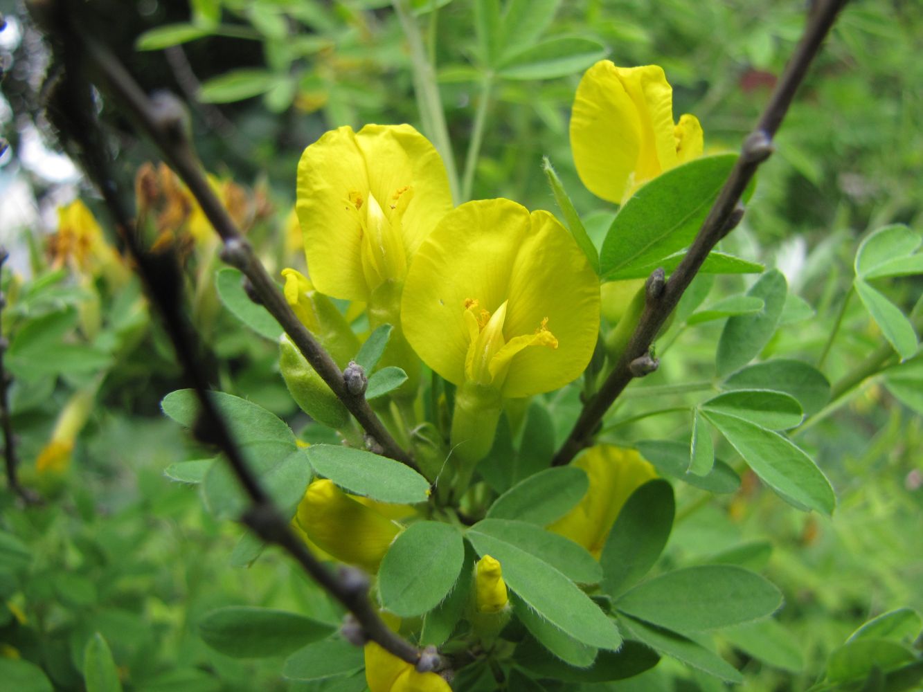 Изображение особи Chamaecytisus ruthenicus.