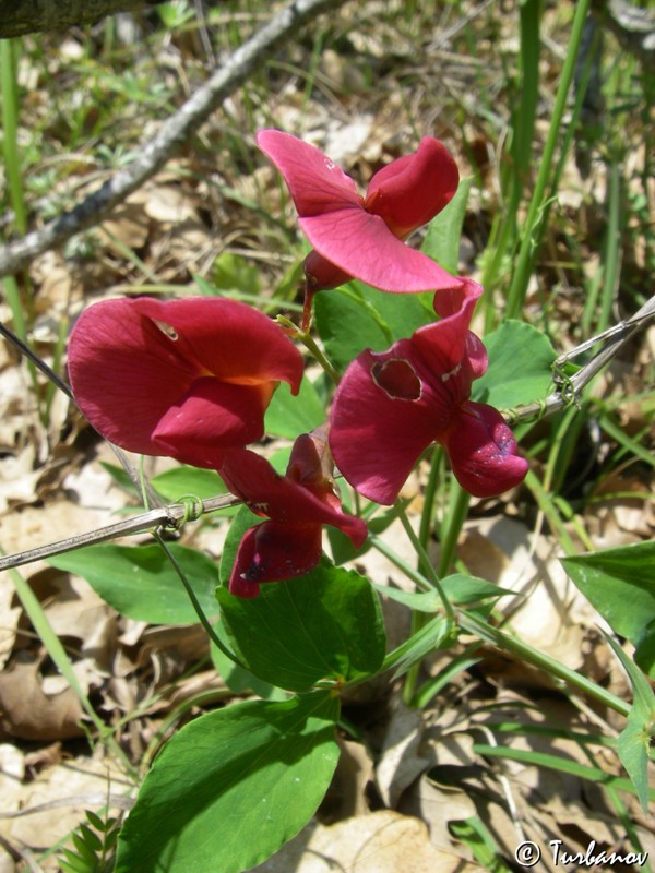 Изображение особи Lathyrus rotundifolius.