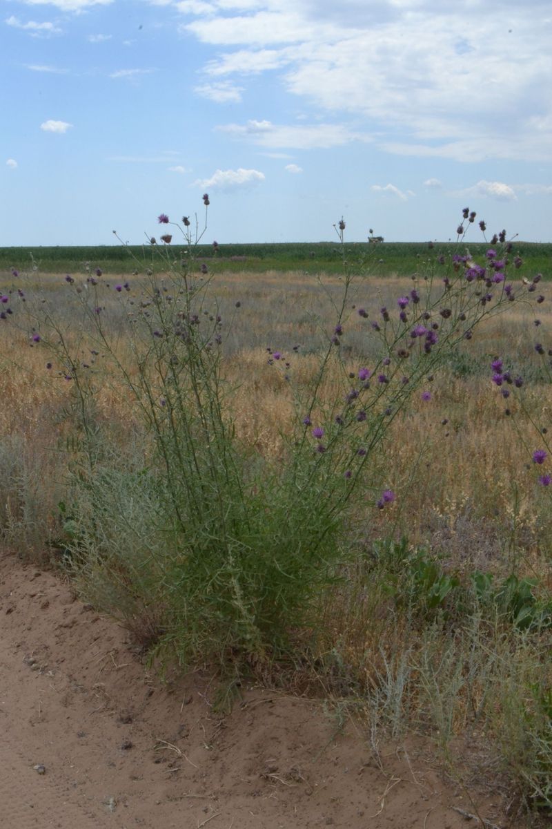 Изображение особи Centaurea adpressa.