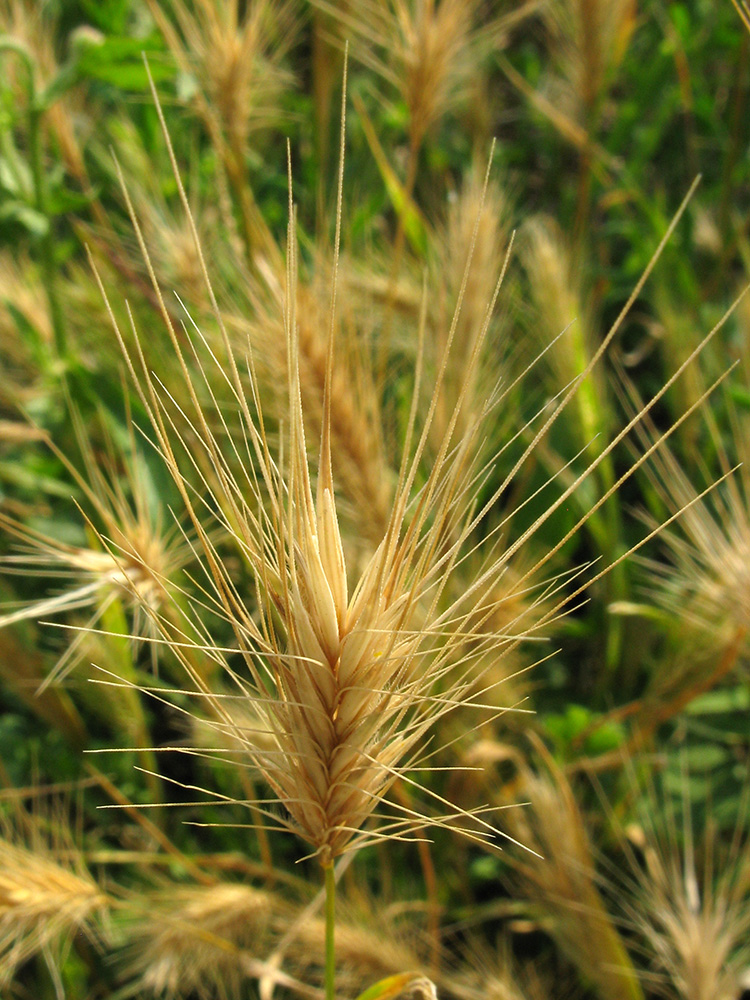 Image of genus Hordeum specimen.