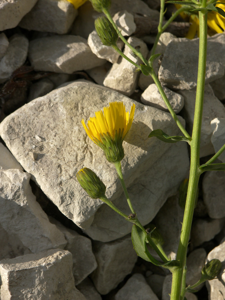 Image of Hieracium robustum specimen.