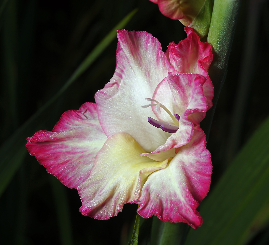 Image of Gladiolus &times; gandavensis specimen.