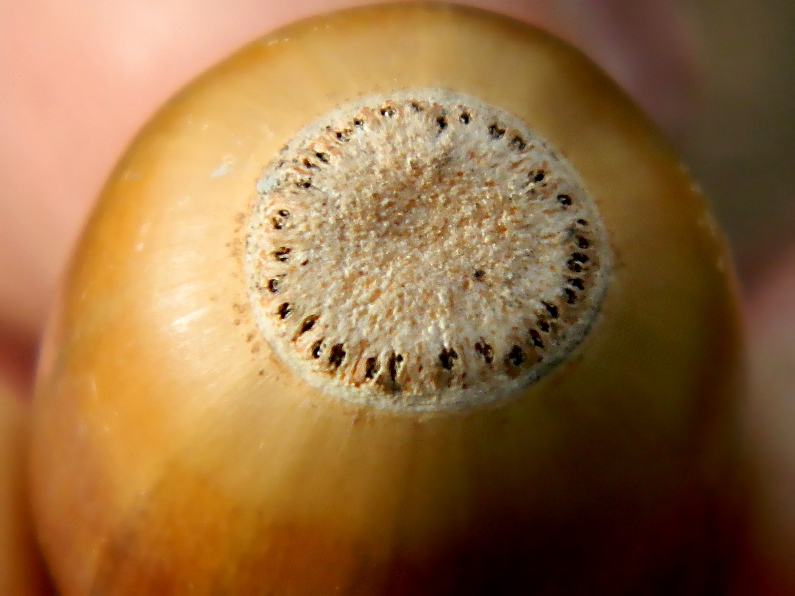 Image of Quercus robur specimen.