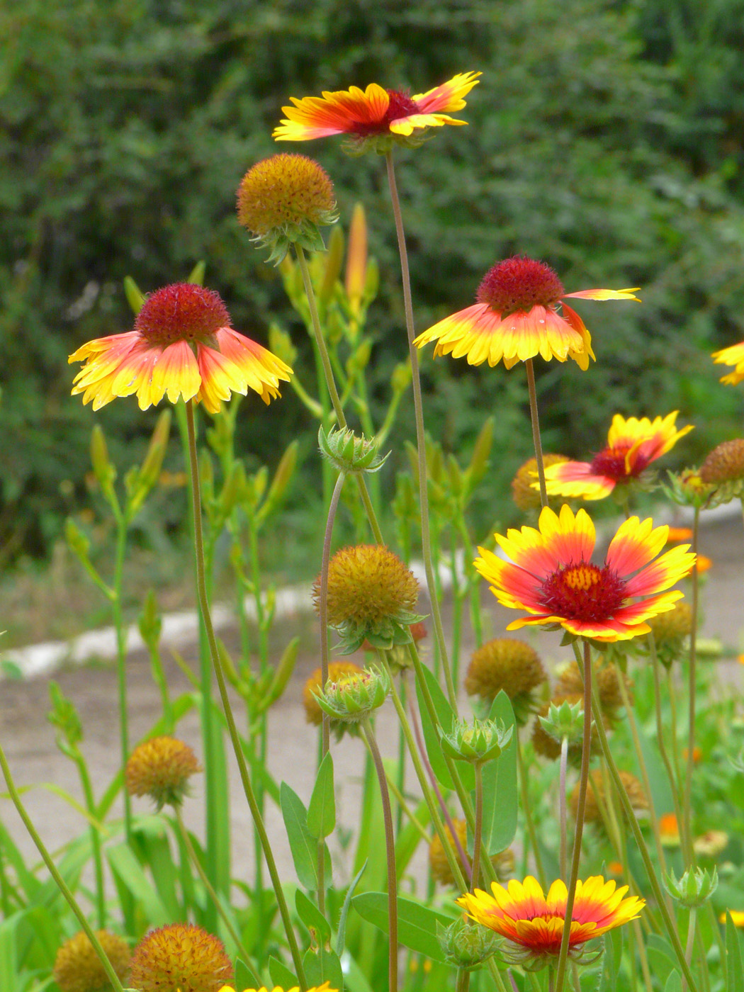 Изображение особи Gaillardia aristata.