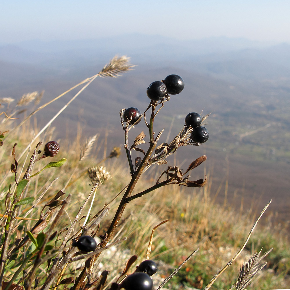 Image of Jasminum fruticans specimen.