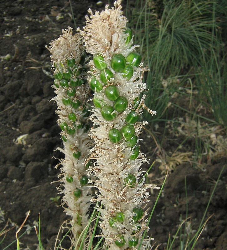 Image of Asphodeline taurica specimen.