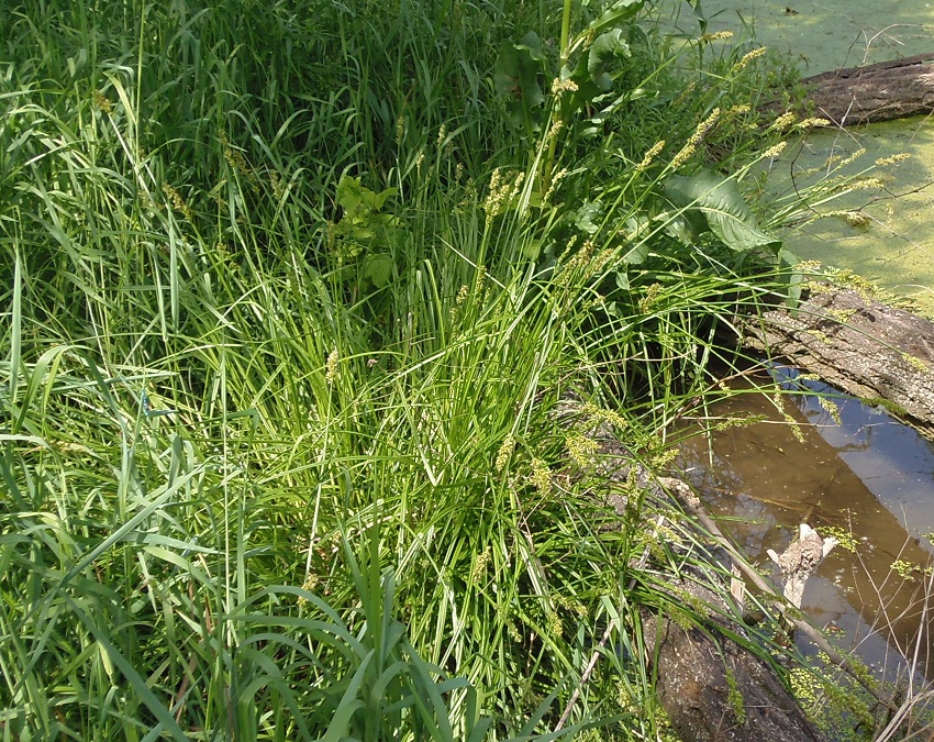 Image of genus Carex specimen.