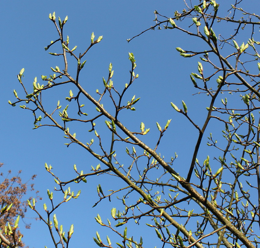 Image of Mespilus germanica specimen.