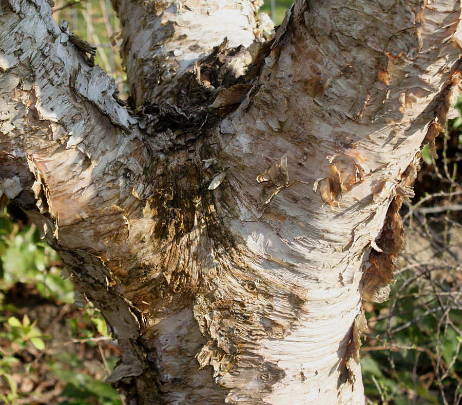 Изображение особи Betula albosinensis.