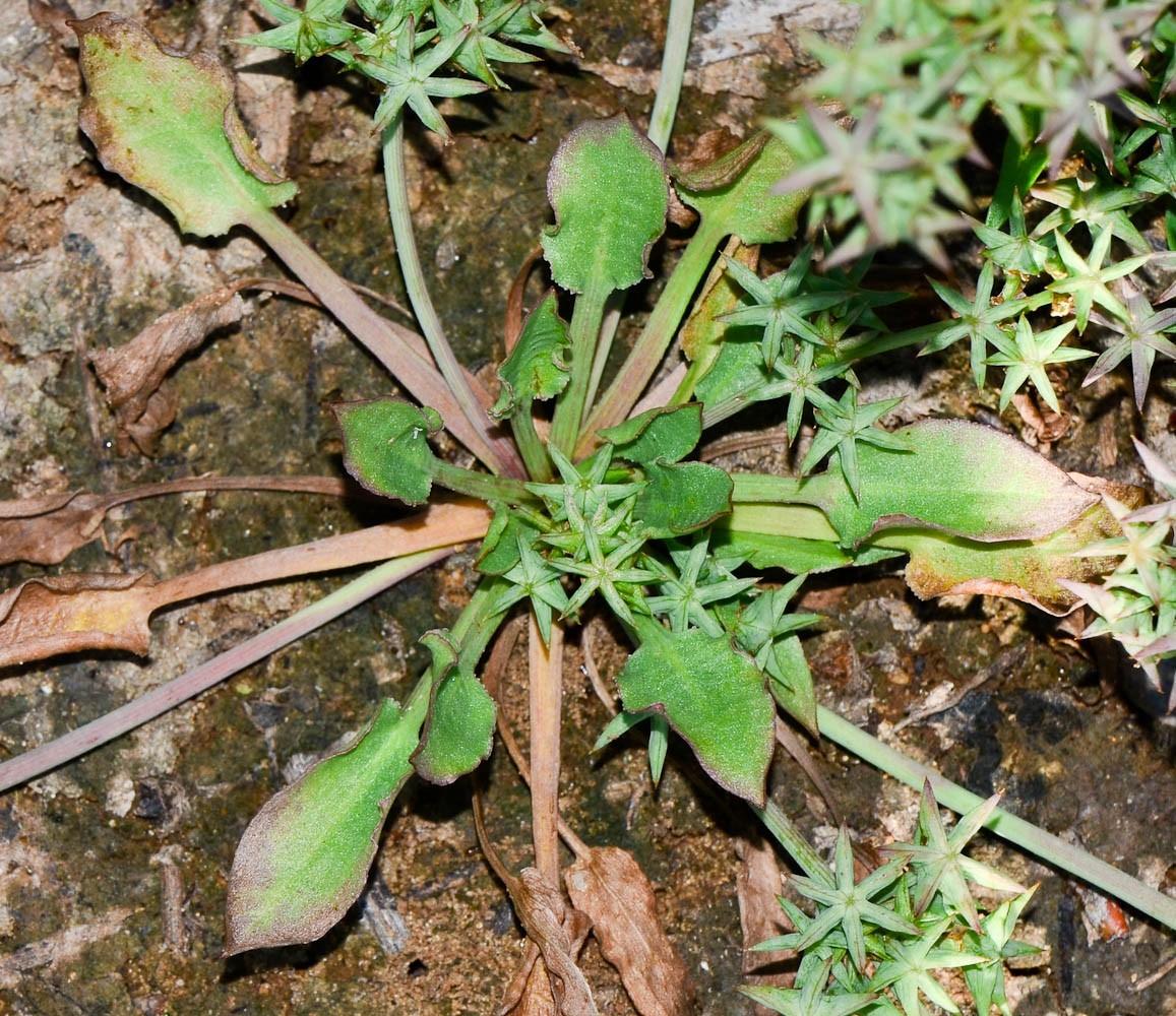 Image of Damasonium alisma specimen.