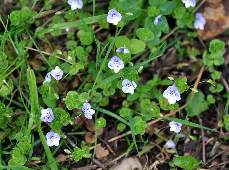 Image of Veronica filiformis specimen.