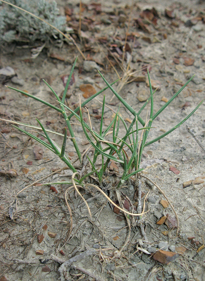 Изображение особи Agropyron pinifolium.