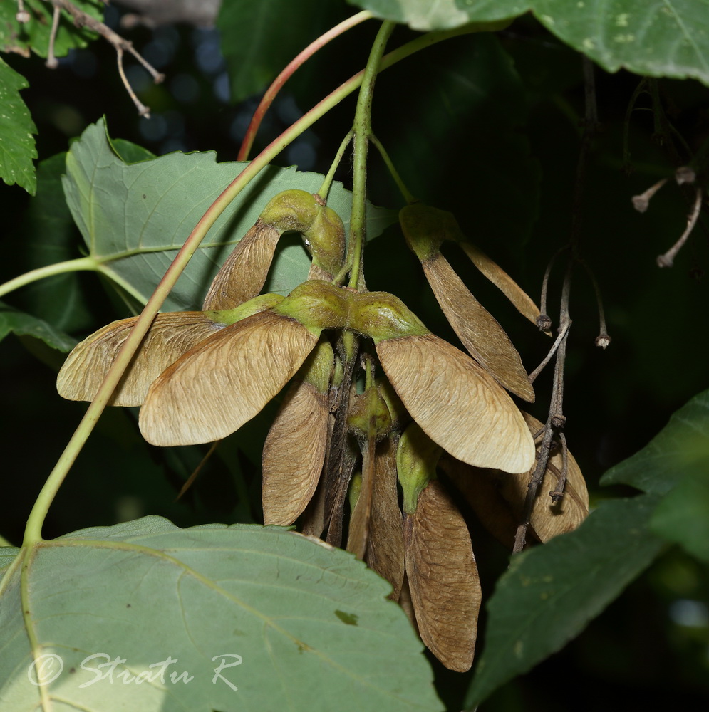 Image of Acer pseudoplatanus specimen.