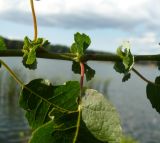 Salix pyrolifolia