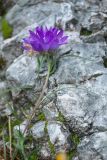 Edraianthus tenuifolius. Верхушка растения с соцветием. Черногория, нац. парк Ловчен. 18.07.2014.
