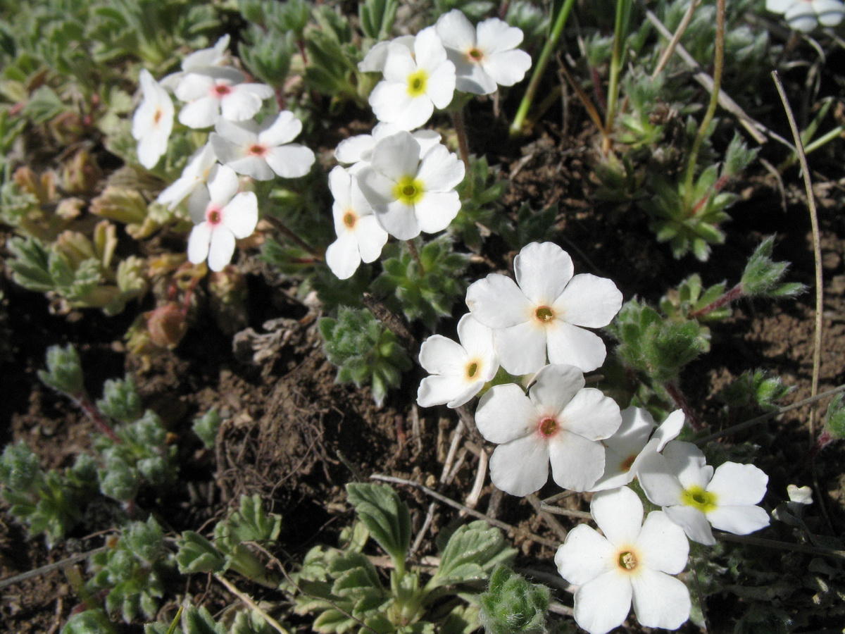 Image of Androsace ovczinnikovii specimen.