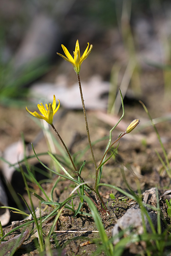 Image of genus Gagea specimen.