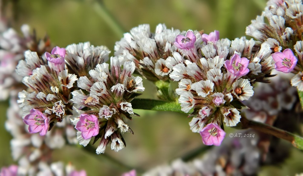 Image of Goniolimon speciosum specimen.