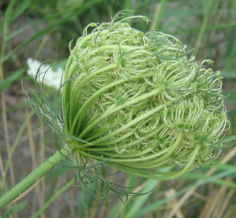 Image of Daucus carota specimen.