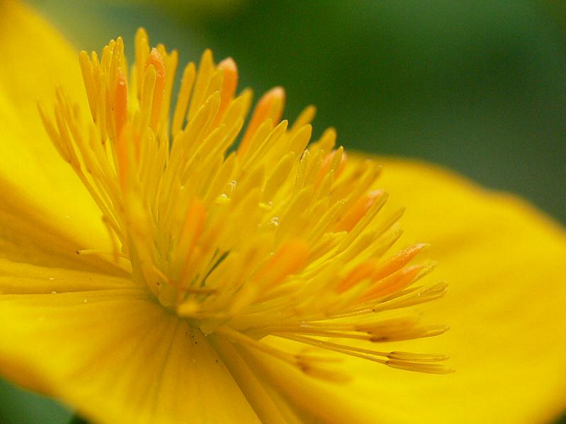 Изображение особи Trollius riederianus.