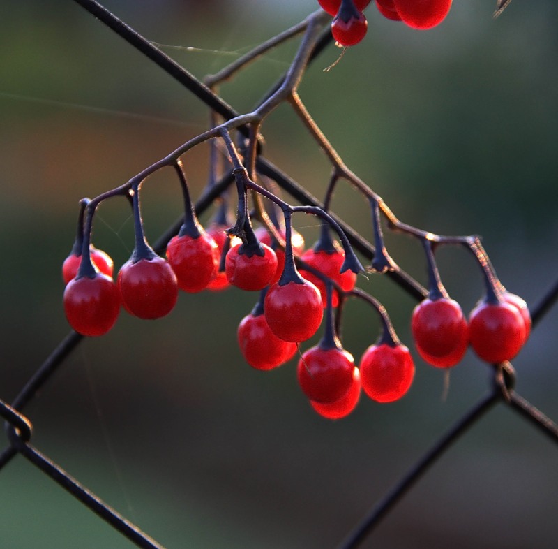 Изображение особи Solanum kitagawae.