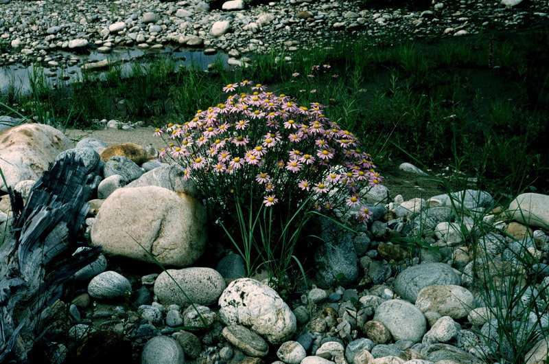 Image of Chrysanthemum zawadskii specimen.