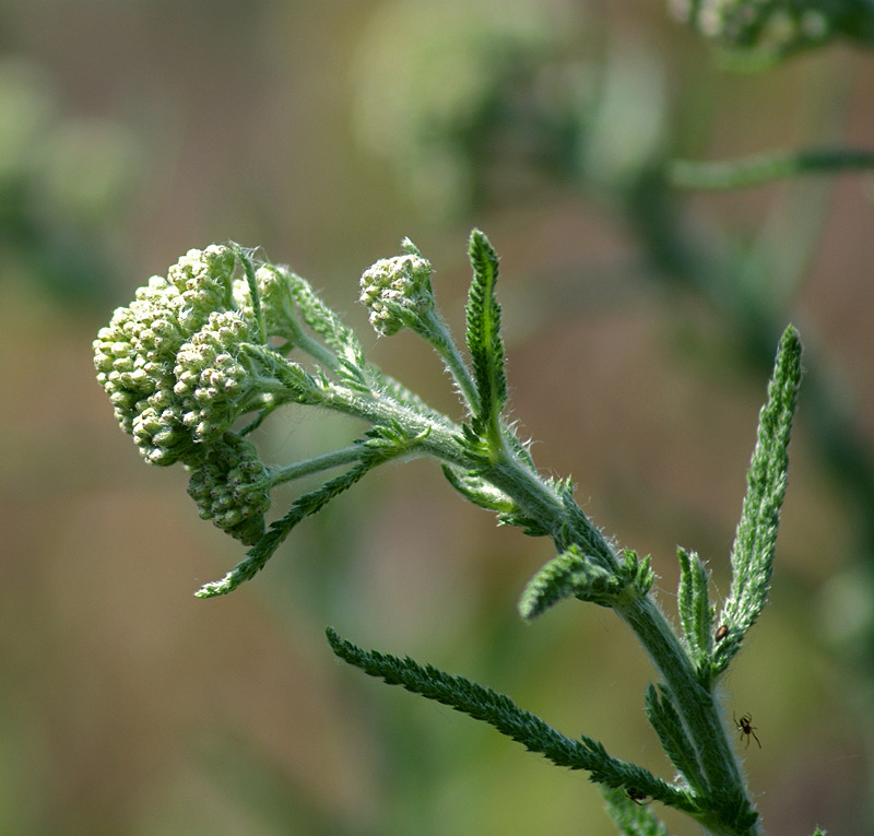 Image of genus Achillea specimen.