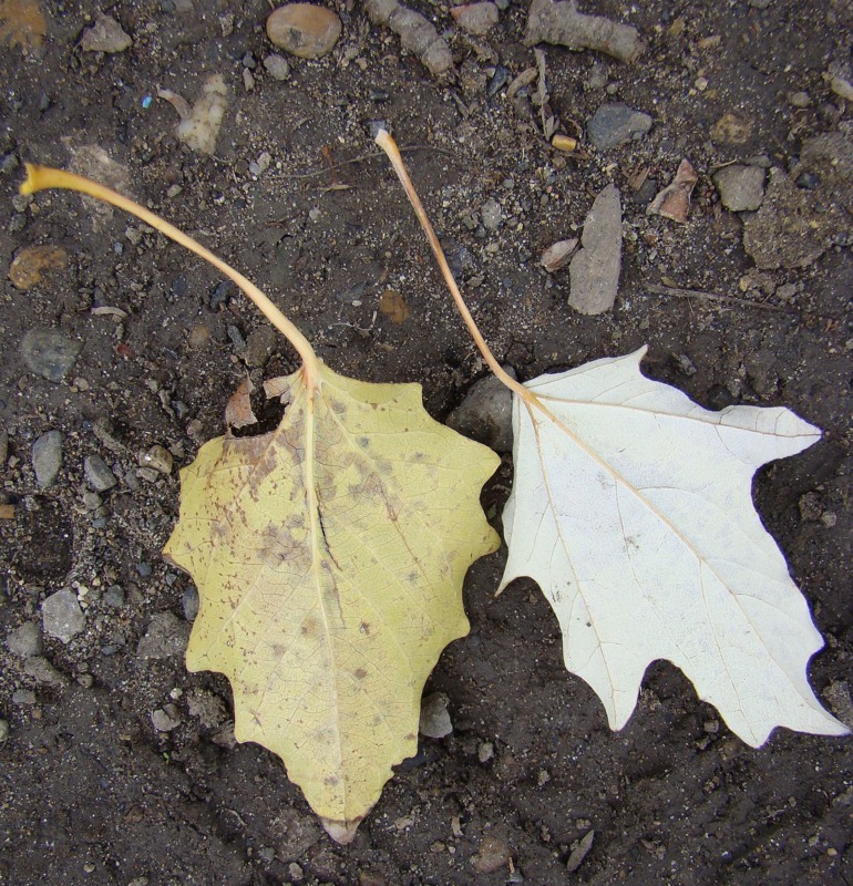 Image of genus Populus specimen.