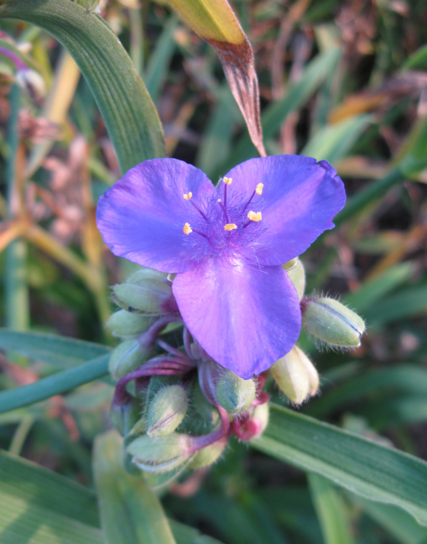 Image of Tradescantia virginiana specimen.