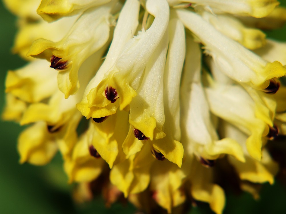 Image of Corydalis nobilis specimen.