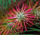 Euphorbia cyparissias