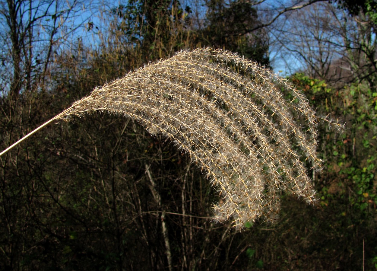 Изображение особи Miscanthus sinensis.