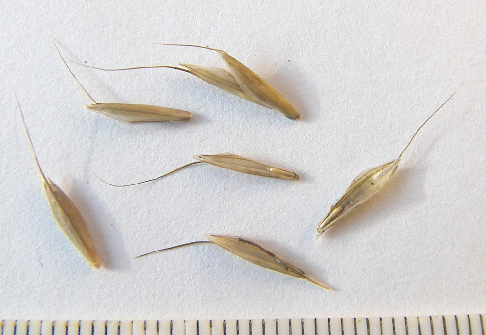 Image of Bromus arvensis specimen.