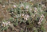 Astragalus testiculatus