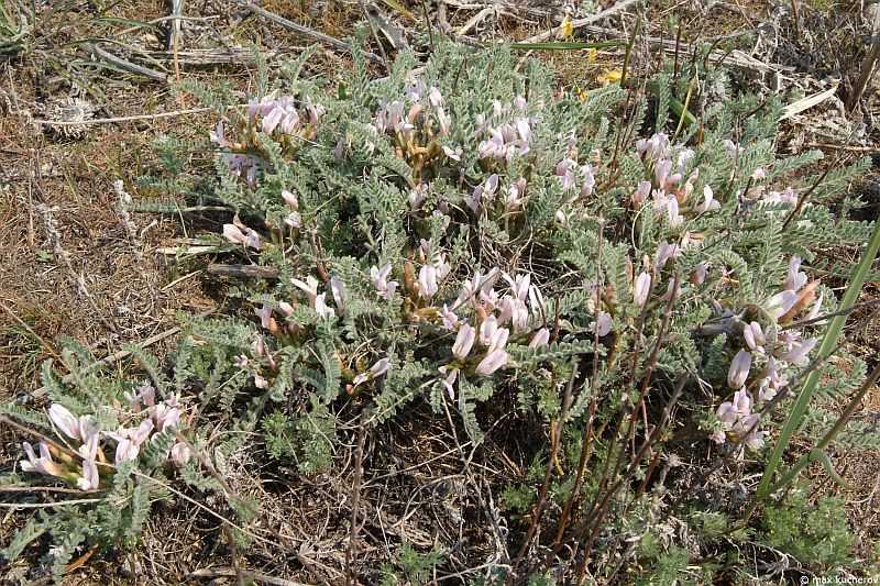 Изображение особи Astragalus testiculatus.