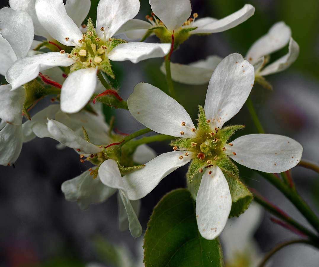 Image of Amelanchier spicata specimen.