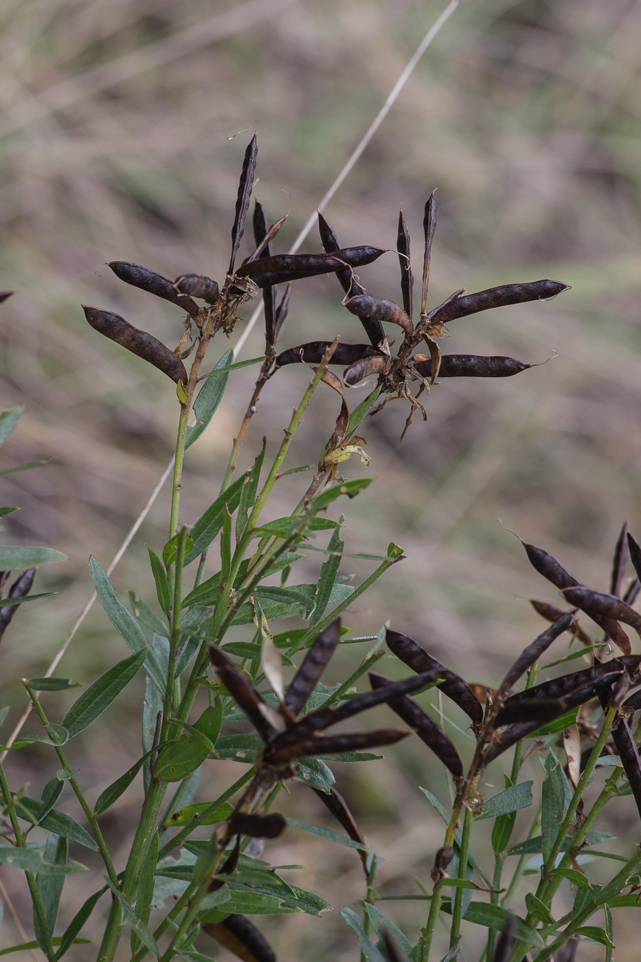 Image of Genista tinctoria specimen.