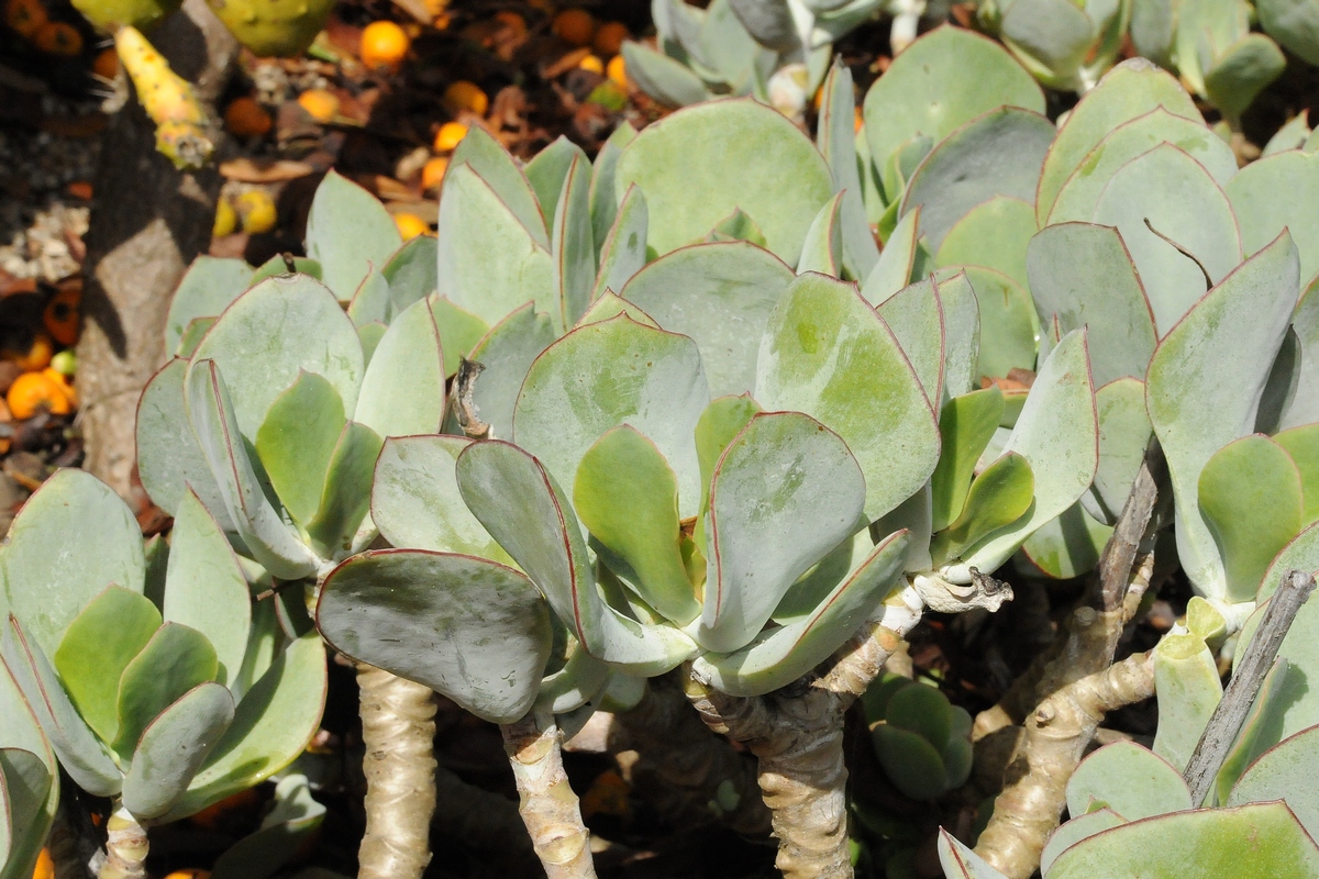 Изображение особи Cotyledon orbiculata.