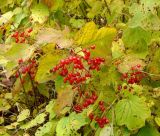 Смотреть изображение Viburnum sargentii