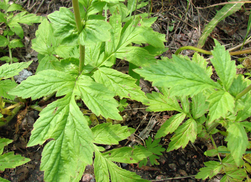 Изображение особи Geum aleppicum.