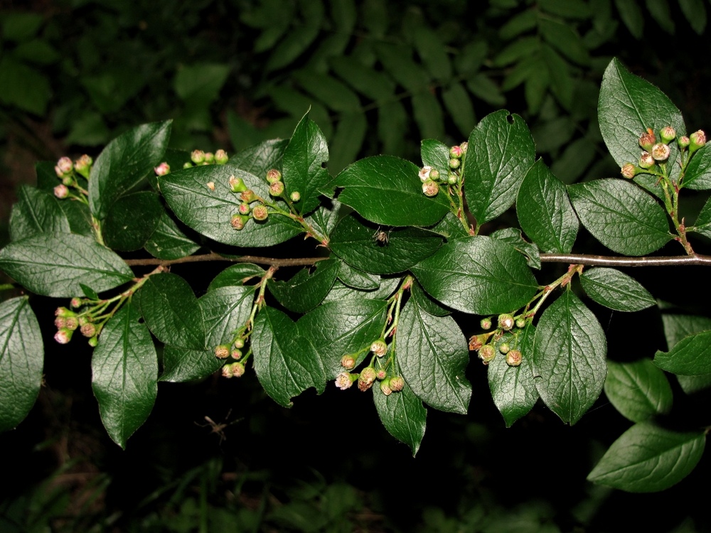 Image of Cotoneaster lucidus specimen.