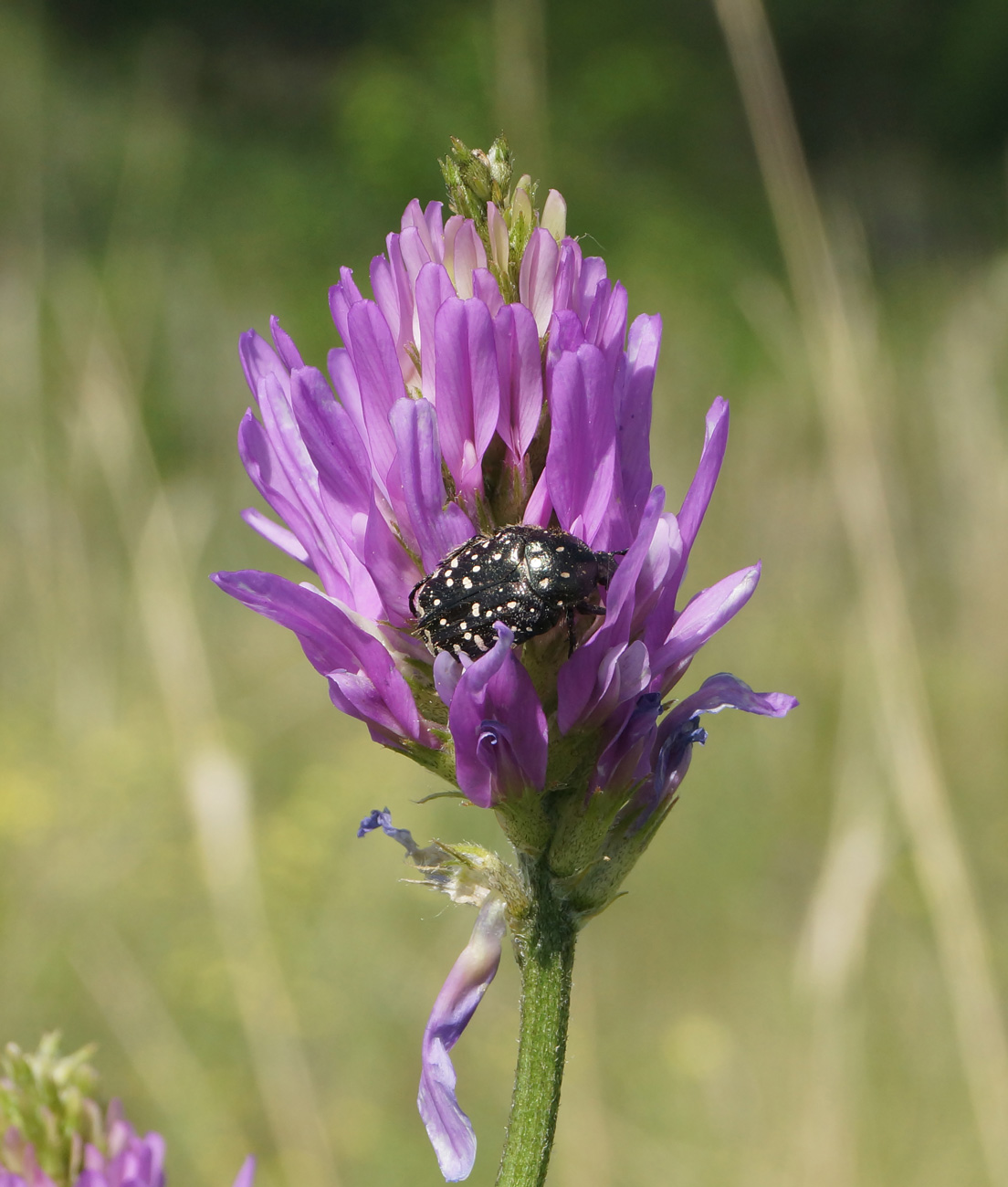 Изображение особи Astragalus onobrychis.