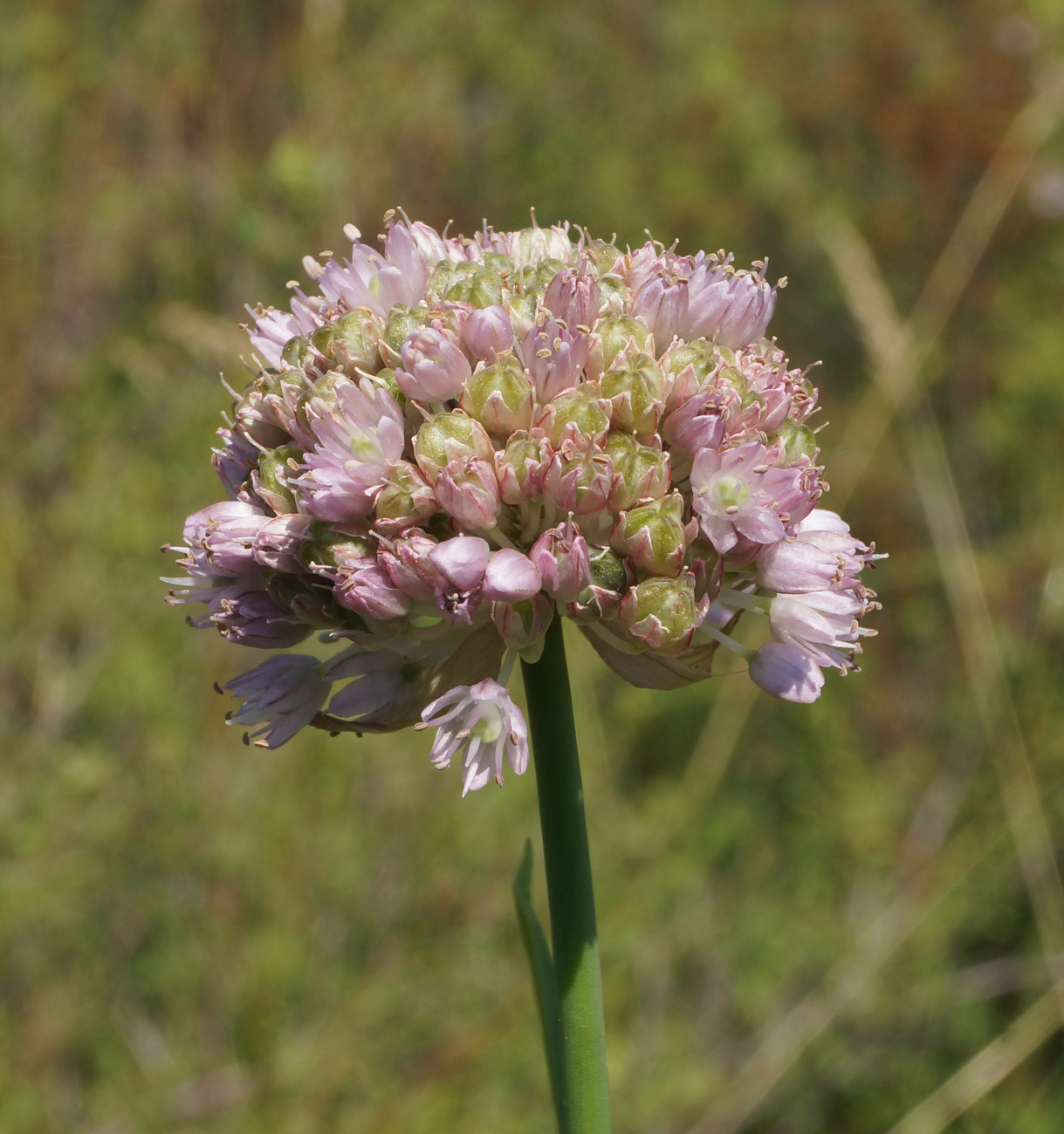 Изображение особи Allium strictum.