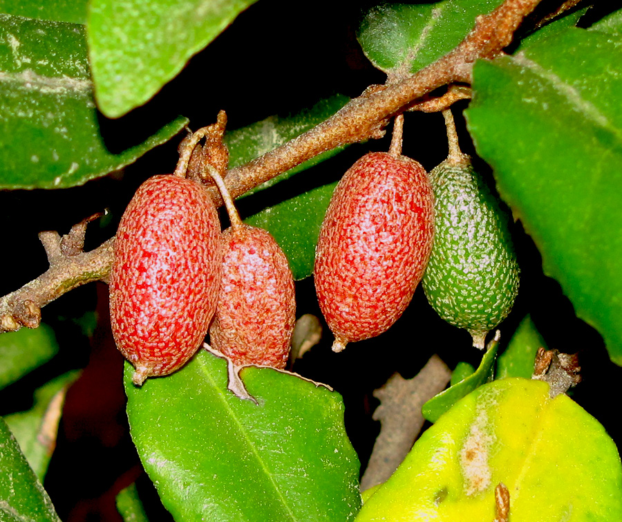 Image of Elaeagnus pungens specimen.