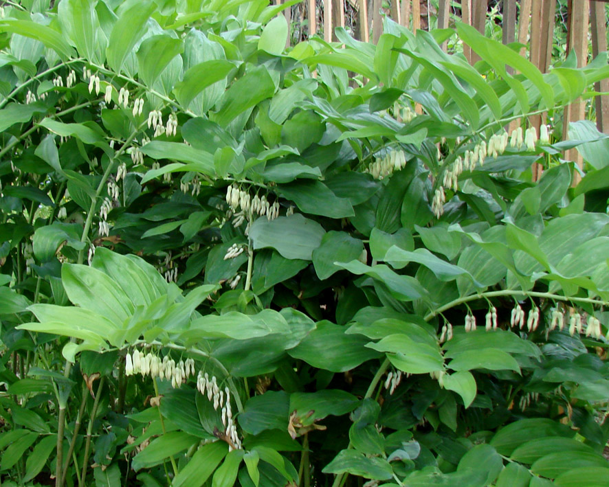 Изображение особи Polygonatum multiflorum.