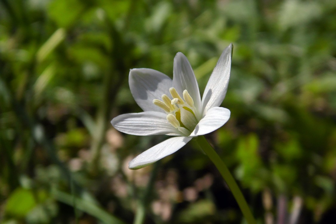 Image of Ornithogalum woronowii specimen.