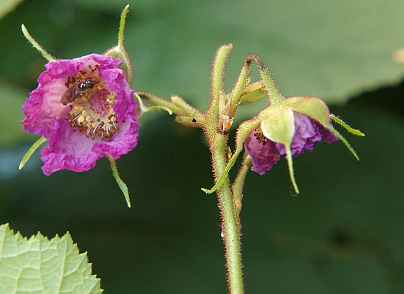 Изображение особи Rubus odoratus.