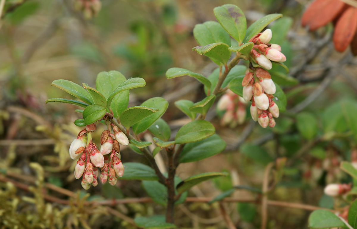 Изображение особи Vaccinium vitis-idaea.