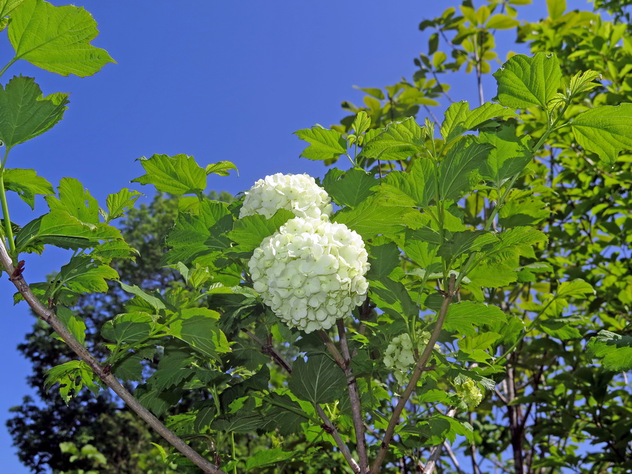 Image of Viburnum opulus f. roseum specimen.