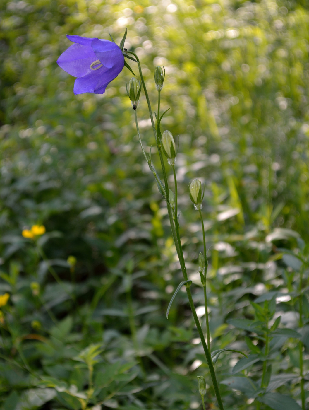 Image of Campanula persicifolia specimen.